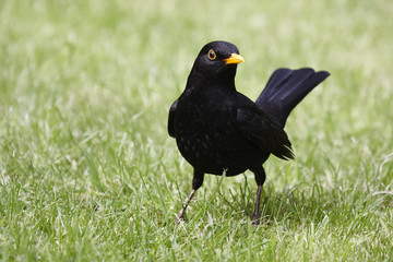 Blackbird.