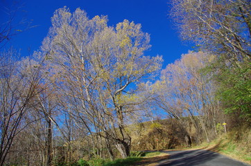 Arbres en montagne dans les Pyrénées