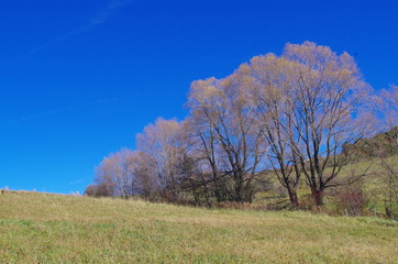 Obraz premium Arbres en montagne dans les Pyrénées