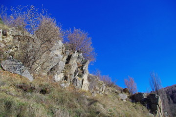 Arbres en montagne dans les Pyrénées