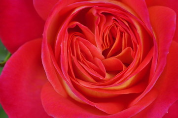 Fototapeta na wymiar Rote Rose 1