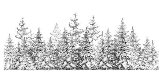 Fototapeta premium Fir trees forest seamless element, isolated on white, handdrawing.