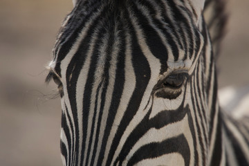 Fototapeta na wymiar Zebra Eyes in Etosha