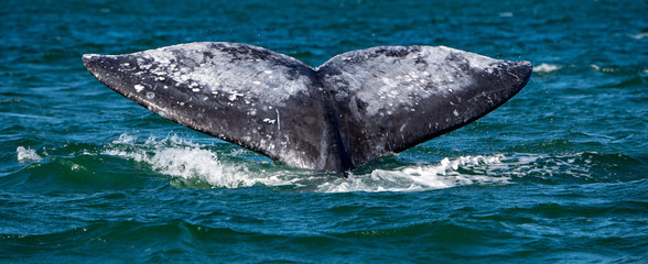 grey whale tail going down in ocean at sunset © Andrea Izzotti