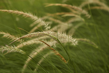 Obraz premium The grass bloom
