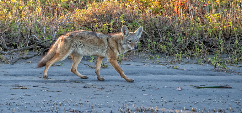 coyote on the sand