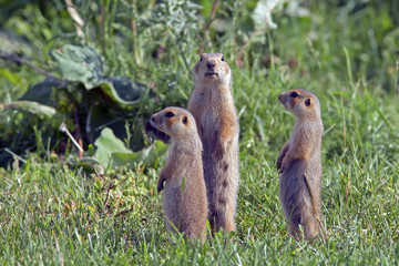 fluffy cute gophers sitting in a meadow