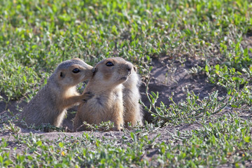 fluffy cute gophers sitting in a meadow