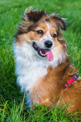 Sheltie mix Hundeportrait