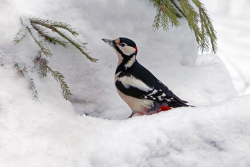 woodpecker with colorful feathers sitting on the snow