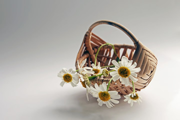 Fototapeta na wymiar white daisies in a wooden basket