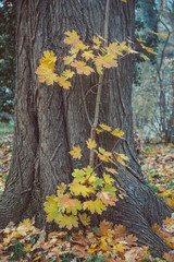 Dicker Baumstamm mit gelben Ahornblätterm