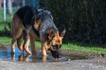 Schäferhund trinkt aus einer Pfütze beim Gassi