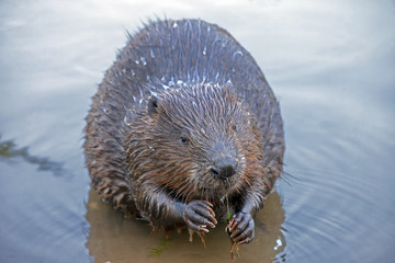 a large beaver sits in water © serhio777