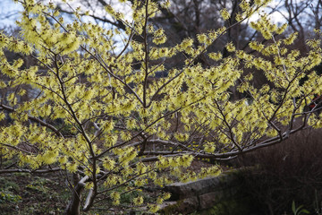 Fototapeta premium Gelbe Zaubernuss (Hamamelis mollis) Zierstrauch