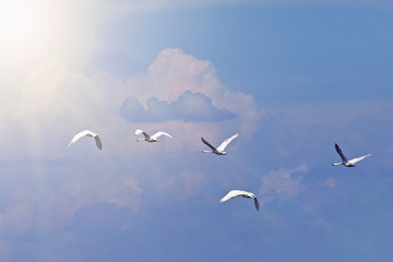 a flock of white swans flying in the sky