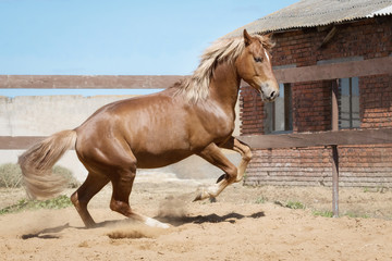Red horse playing in the paddock in sand by summer