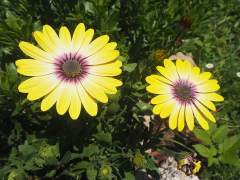gelbe Margeriten!