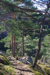 Fototapeta premium Arbres des montagnes des Pyrénées
