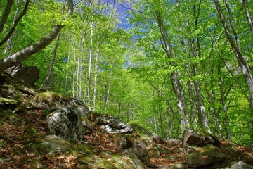 Arbres des montagnes des Pyrénées