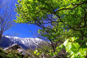 Arbres des montagnes des Pyrénées