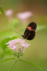 Butterfly (Heliconus Melpomene) on pink flower.