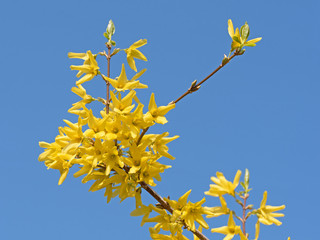 Forsythien, Forsythia