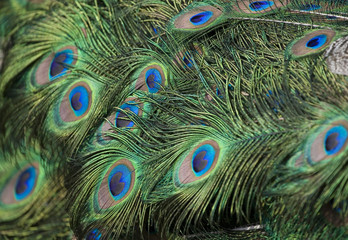 colorful background consisting of peacock feathers,