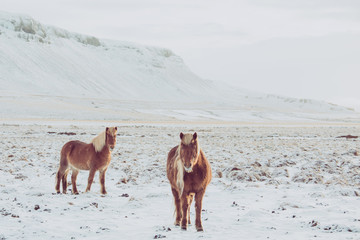 Icelanding horses 