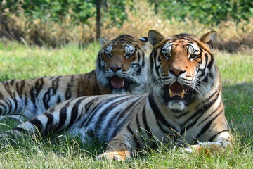 Fototapeta na wymiar tigri