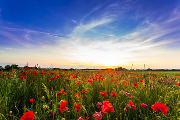 Fototapeta na wymiar Poppy fields on sunset