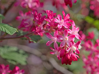 Blut-Johannisbeere, Ribes sanguineum