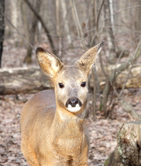 Young roe in the autumn wood