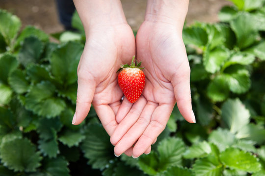 Woman holding fresh strawberry in hands