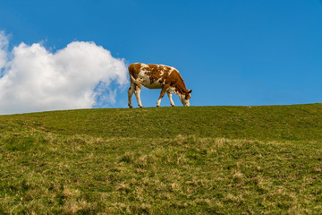 'The farting cow' - A cow & a cloud