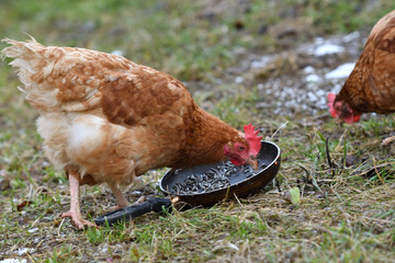 domestic chicken eating together on the grass farm
