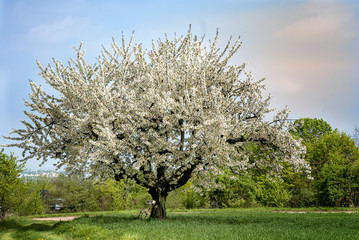 Kirschblüte