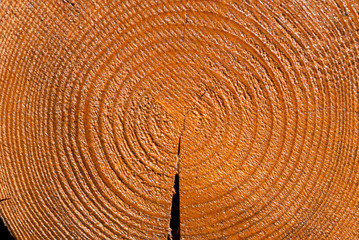 Naklejka premium Wooden log in a cut, rings age of a tree, cracks, natural wood, background, texture, graphics, roughness, vintage, abstraction, art, antiquity