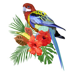 Bright parrot Rosella, hibiscus flowers and tropical leaves. 