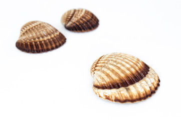 sea shells