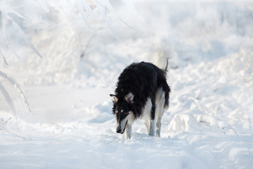 Black and white hunting dog stands in the snow on the white winter background
