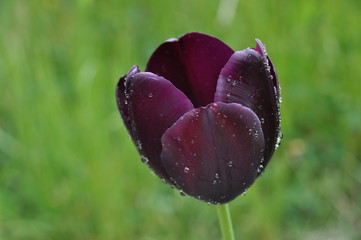 natura