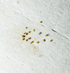 Parasites on a sheet of paper. Extruded from the skin parasites. Acari parasites