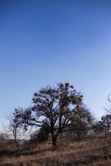 Fototapeta na wymiar Parasitic European mistletoe or common mistletoe Viscum on the tree.