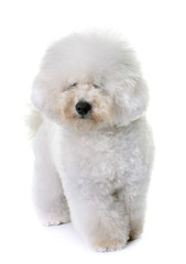 bichon frise in studio