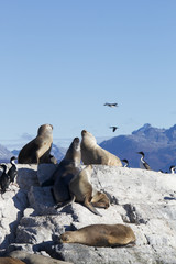 【アルゼンチン】ビーグル水道のアシカ