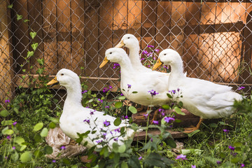 White ducks perching against fence at backyard