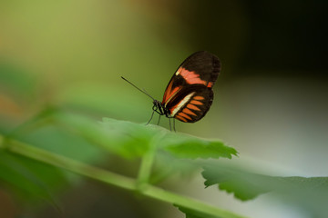 Butterfly (Heliconus Melpomene) on pink flower.
