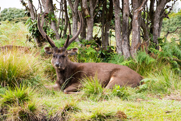Fototapeta premium Sambar, Cervus unicolor, sambarhirsch