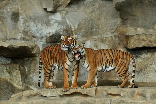 Indochinese tigers, Panthera tigris corbetti, resting and playing in the rocky mountain area. Dangereous predator in action. Tigers in nature habitat. Beautiful wild animals in captivity.